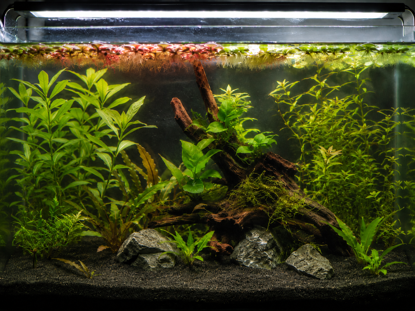 Choosing a Light for Your First Planted Tank